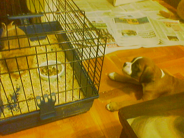 barking!