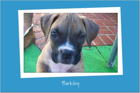 Barkley - Day 2 home