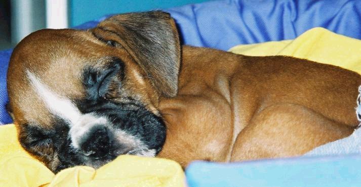 Barkley sleeping like a baby