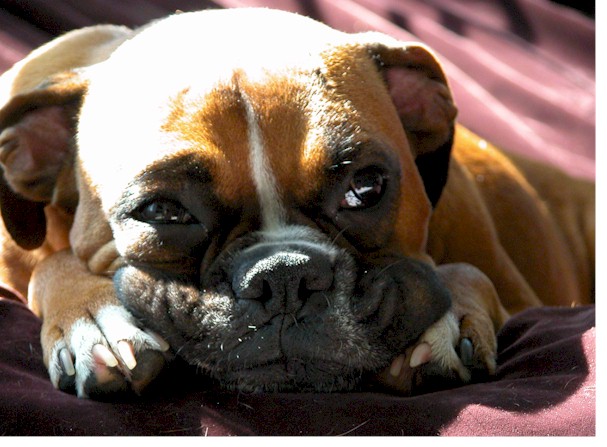 BarkleyFace