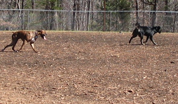 barkpark03