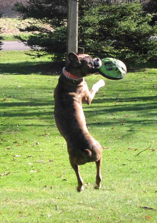 barney at play