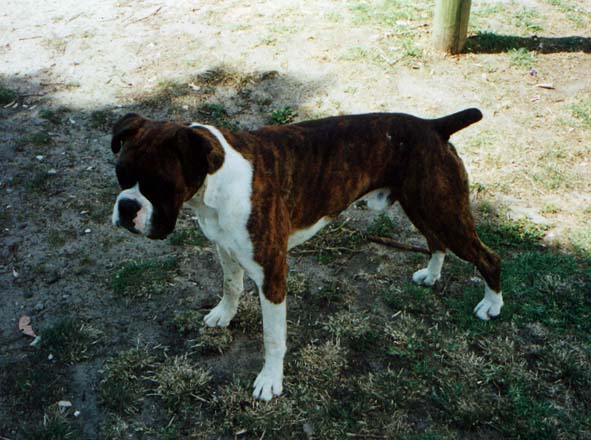 Barney