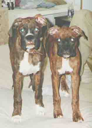 Barry and Roxy as Puppies