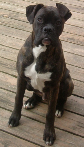 Bart. 5 months old.