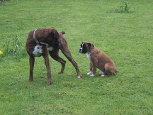Bart & His New Cousin