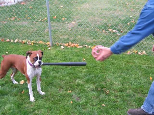 baseballboxer
