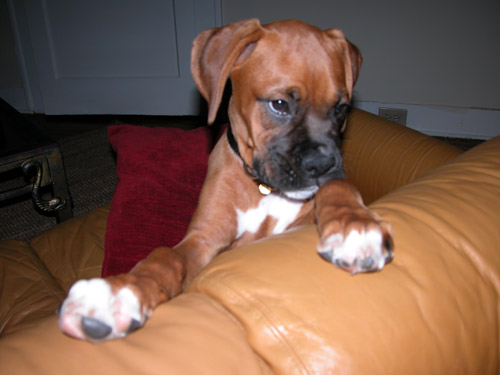 Bashful, yeah right!