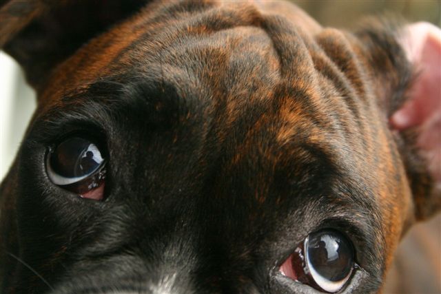Bashful.....
