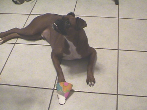 Bash's 1st birthday!