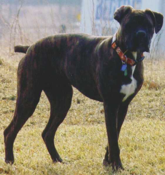 Basil at 7 months