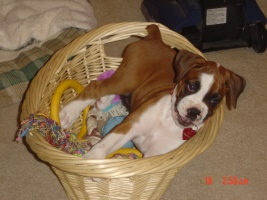 basket