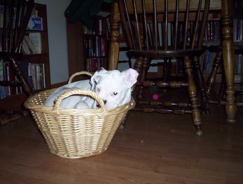 Basket
