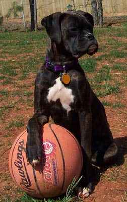 Basketball Star