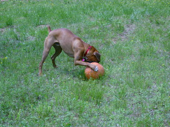 Basketball