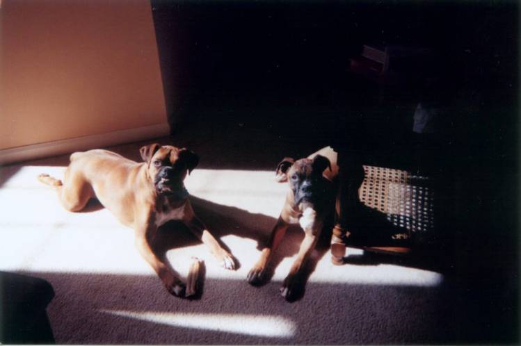 Basking in the sun