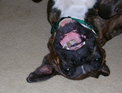 Bat dog
