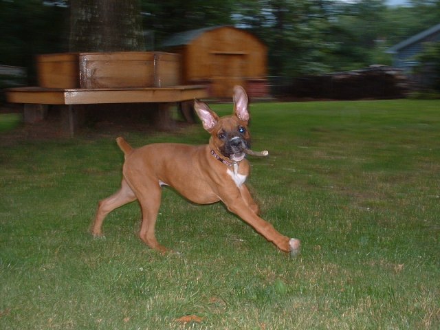 Bat Ears