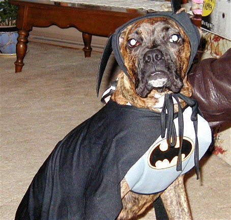 BatDog