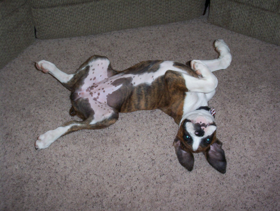 Batdog!