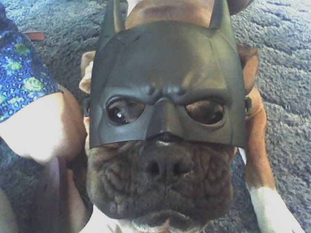 Batdog