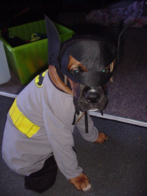 batdog04