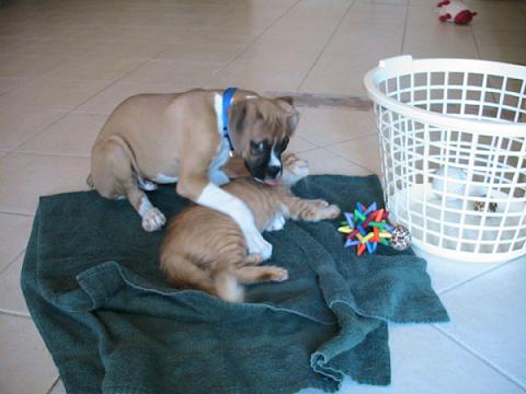 Bauer and kitty