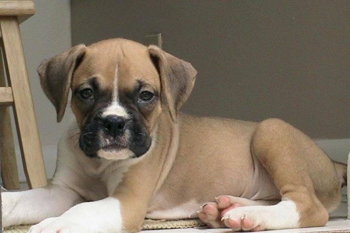 Bauer at 8 weeks