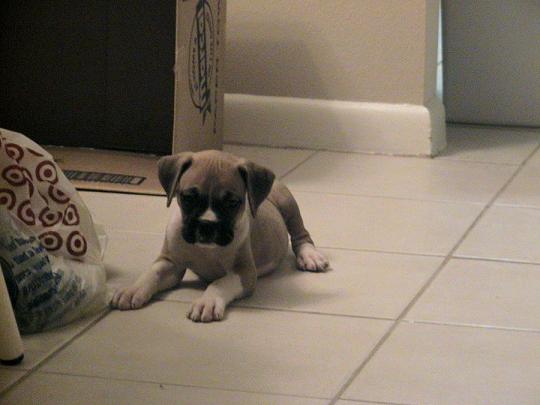 Bauer at 8 weeks