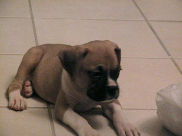 Bauer at 8 weeks