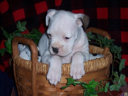 Bauer in Basket