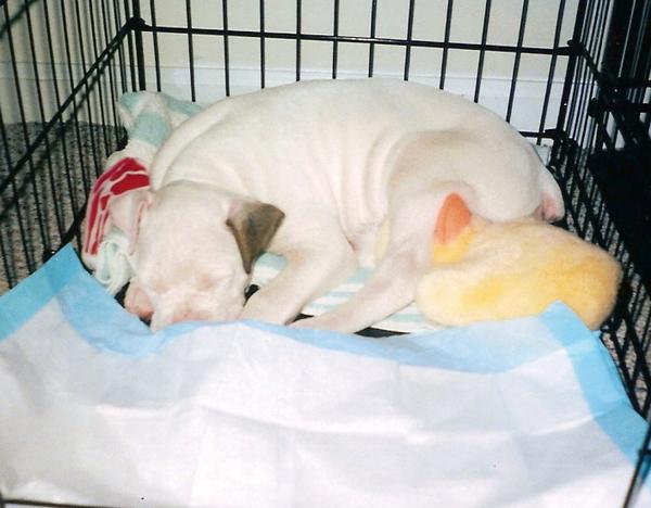 Bauer in Crate