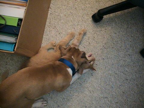 Bauer munching on kitty