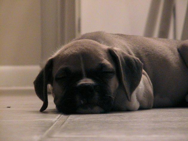 Bauer napping