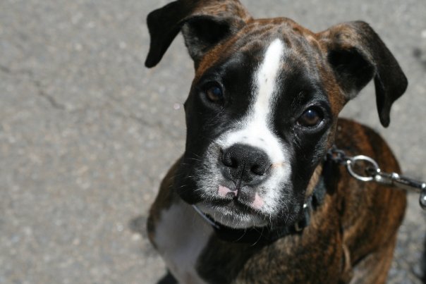 baus_at_woofstock2