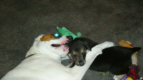 Bax and Daisy
