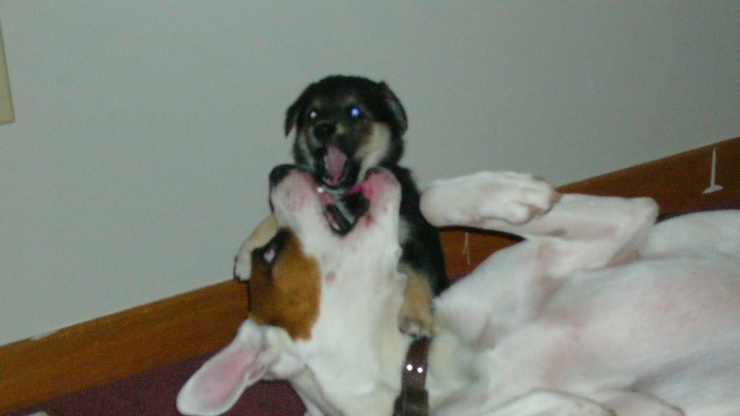 Baxter and Daisy