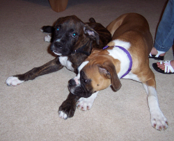 Baxter and Roxie