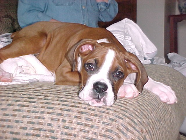 Baxter as a puppy
