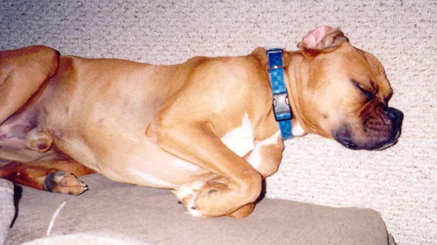 Baxter asleep on his back.