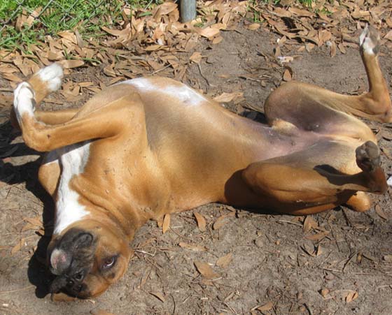 Baxter chilling