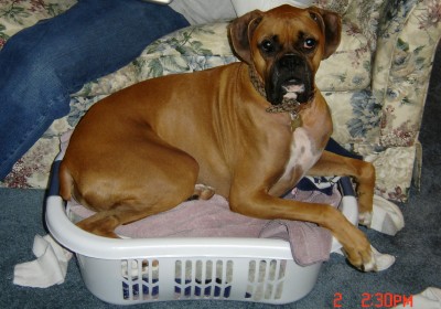 Baxter enjoying laundry day