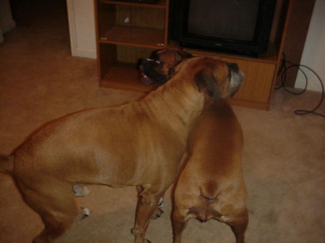 Baxter Initiates Play