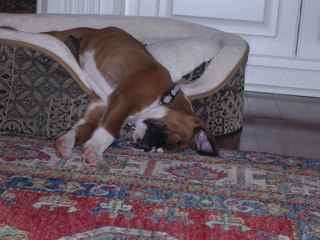 Baxter is Sleepy!!