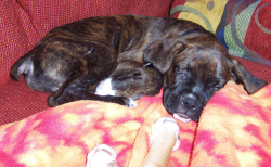 Baxter Sleeping