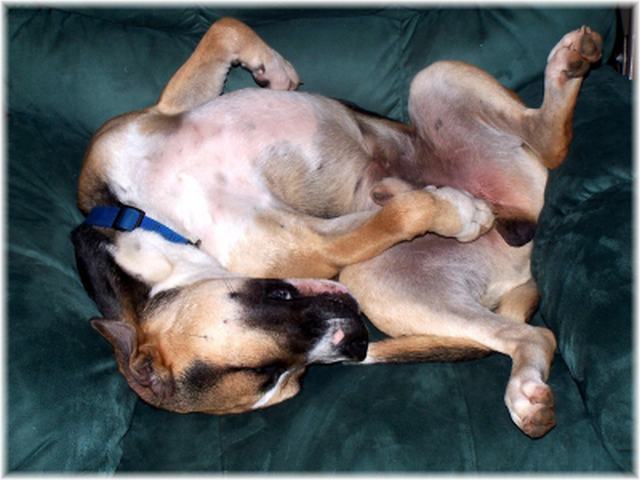Baxter the contortionist