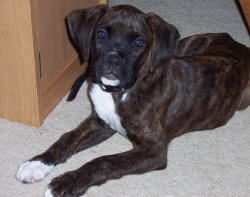 Baxter