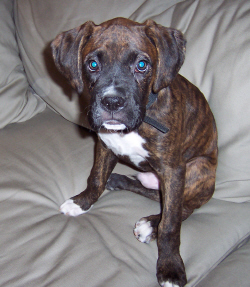 Baxter