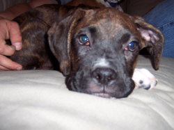 Baxter