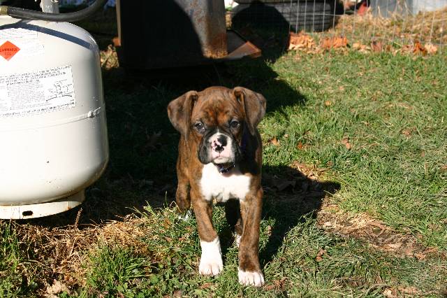 Baxter